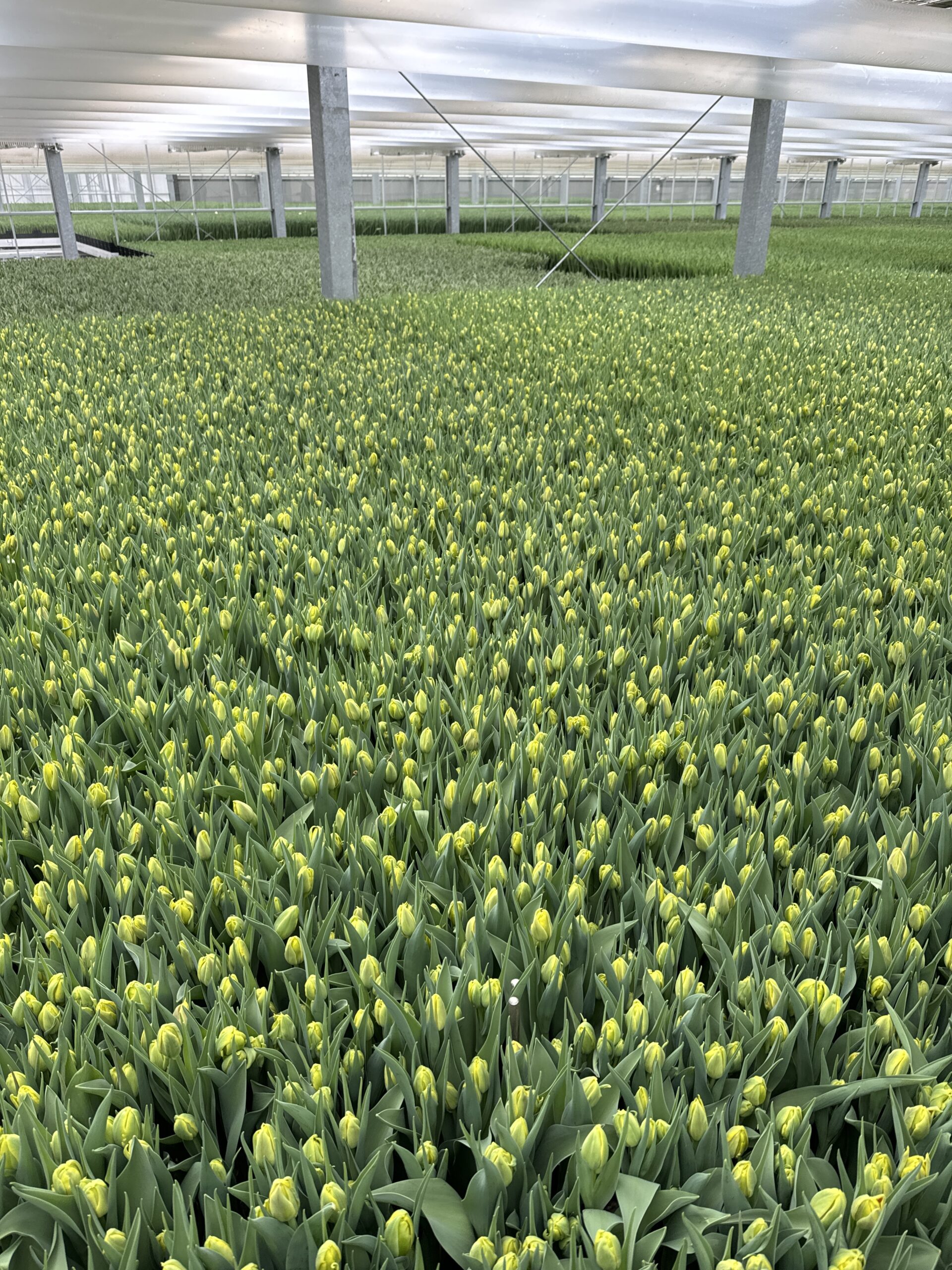 Tulip farm in Hoorn